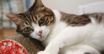 出かける気配に敏感な猫ら。