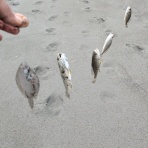 漁や釣りクラブ[RFC]