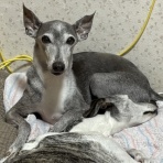初めての犬がボルゾイ