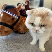 ドウデュースのぬいぐるみよりも猫が気になったもの