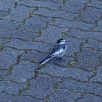 スラムのNBAトーク