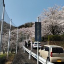 花見に行ってフィリピンを思い出してしまいました。