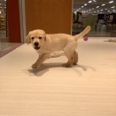 ラブゴールデン