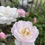 薔薇の香りに誘われて