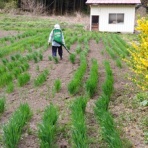 エゴマ・ベンガルの風にのって