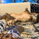 癒しの大魔王さま