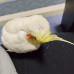 カズナル　～鳥達の襲撃