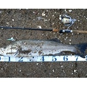 ありがとう鹿島灘2015年水揚げ②