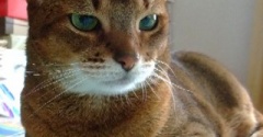 8月8日は世界猫の日～♪