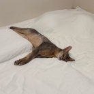 脱力ぼくちん