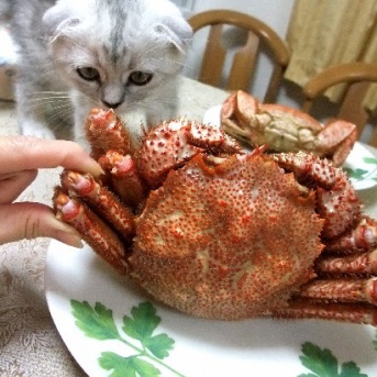 夢の中でモモににらまれました。