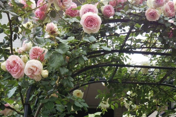 バラとベリーの小さな庭