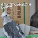 緊張感のニュークスィー