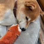 柴犬モコモコ日記