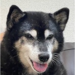 柴犬アトム🌈・黒柴アラレの日々是好日