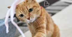 猫＆犬と遊べる幸せ♪