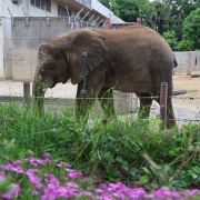 アフリカゾウとお花