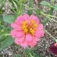 気づき（花の中に花）