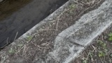 熱帯魚欲しいから近所の川にとりにきた（※画像あり）