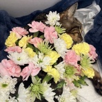 くーまと猫との日々