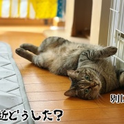 脳内子猫化が進む