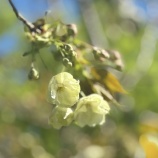 『美しい黄色の桜「鬱金」』の画像