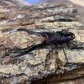 カラフル