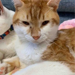 ねこさま王国