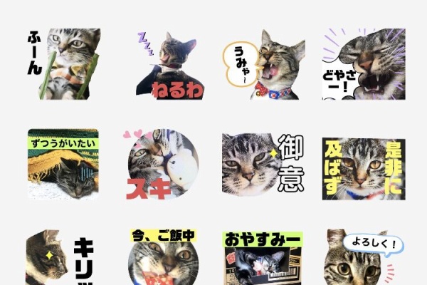 ボシログ 黒柴ぼしろーの生きざま日記