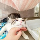 里親さんを待ってる猫たち(5/1)