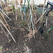 ケイとメルシーの体重測定