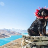 『超高級犬バブルの崩壊』の画像