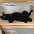 ワイは整体待ち