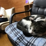 زαꤹΤ϶िǤϤʤ٤β