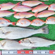 2025年12月16日　釣果