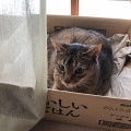 泣きながら帰ってきた息子「母ちゃん、家はセコイのか？」吃驚して問いただすと、どうやらママ友の悪ガキに「花粉症一家のくせに家にティッシュがない」とからかわれたらしく・・・