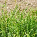 草抜きだよ！！全員集合！！