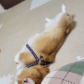 Υã