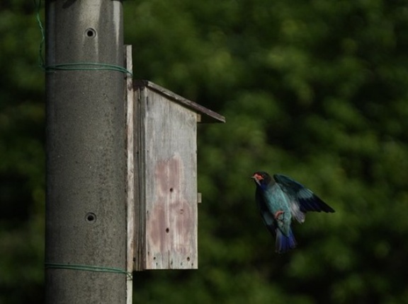 【画像】岡山に幻の野鳥見にきてる！