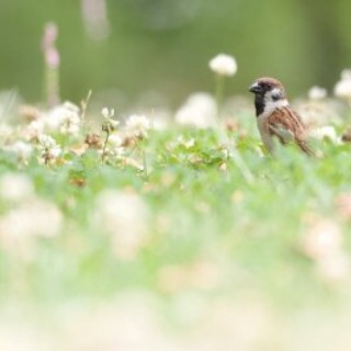 東京港野鳥公園　レンジャーブログ