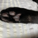 黒猫感謝の日2026