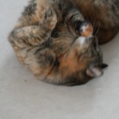 台所ごろんごろんの麦ちゃんとカメラ修理必要疑惑のカメラっこと(とら麦67)