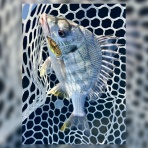 Gomoku釣りブログ