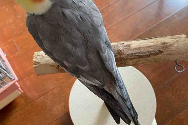 ぴっちゃん三二六