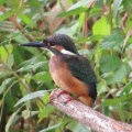 小魚を捕ったカワセミを撮る🐦‍⬛📸（多々良沼公園）