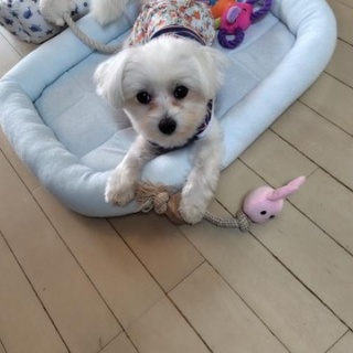 NPO法人ペット里親会