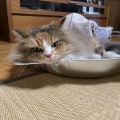 父の話がしたい娘