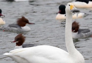 なぜこんなところが凍るのか？クチバシが凍ってしまった白鳥