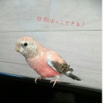 アキクサなインコたち