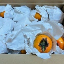 クマ対策じゃないんだけど